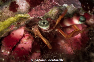 We often don't see them, but a thousand eyes watch us whi... by Antonio Venturelli 